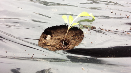 環境に優しい農業 リーフレタスの苗を植え付けます