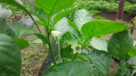 夏野菜の花達