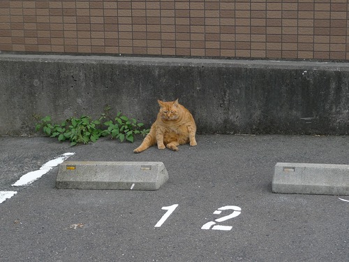 毛づくろい 毛づくろい