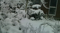 一面雪景色