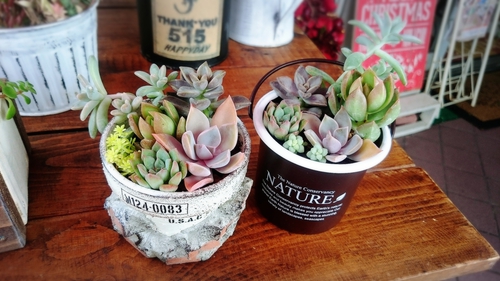 多肉植物(*˙︶˙*)ノ勢ぞろい‼ 多肉植物(*˙︶˙*)ノ勢ぞろい‼