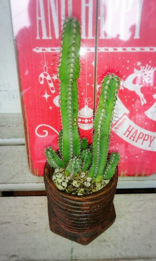 多肉植物(*˙︶˙*)ノ勢ぞろい‼ 多肉植物(*˙︶˙*)ノ勢ぞろい‼