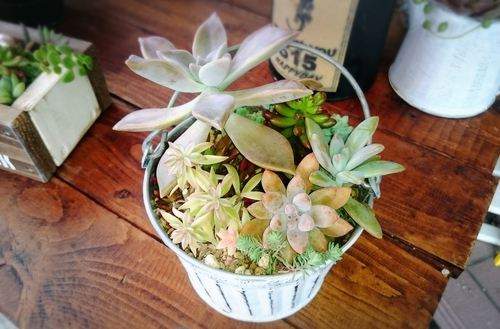多肉植物(*˙︶˙*)ノ勢ぞろい‼ 多肉植物(*˙︶˙*)ノ勢ぞろい‼
