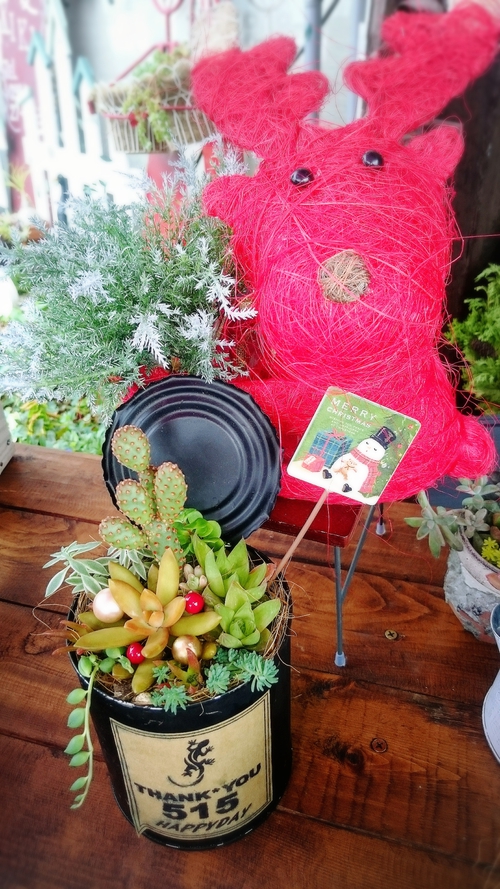 多肉植物(*˙︶˙*)ノ勢ぞろい‼ 多肉植物(*˙︶˙*)ノ勢ぞろい‼