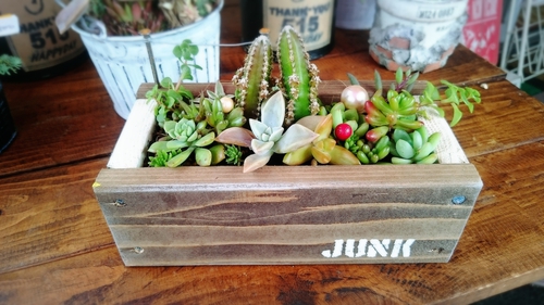 多肉植物(*˙︶˙*)ノ勢ぞろい‼ 多肉植物(*˙︶˙*)ノ勢ぞろい‼