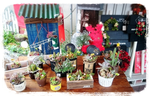 多肉植物(*˙︶˙*)ノ勢ぞろい‼ 多肉植物(*˙︶˙*)ノ勢ぞろい‼