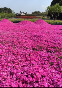 宮崎県西都市の有名な芝桜❣️美しいです！