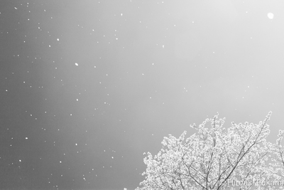 sakura_