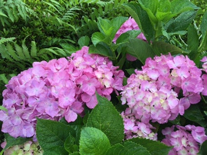 紫陽花 紫陽花
