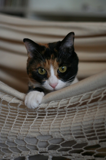 猫の手