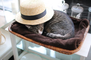 猫に学ぶ 猫に学ぶ