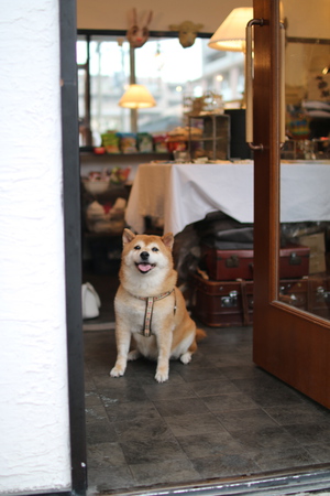 笑う犬コムギ 笑う犬コムギ
