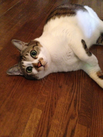 幻の猫