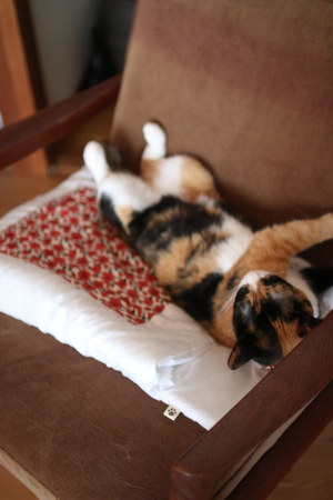猫なのか? 猫なのか?