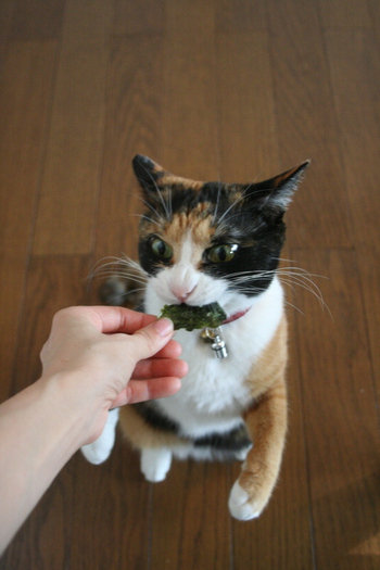 今日のスリちゃん&フジコ