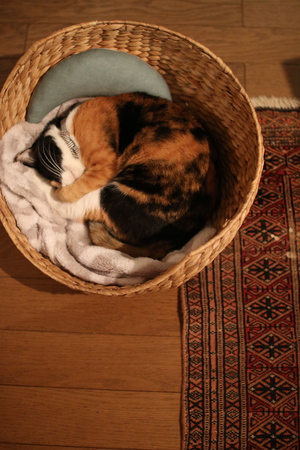 猫背ゆえ 猫背ゆえ