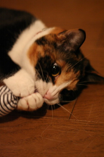 むしゃくしゃ