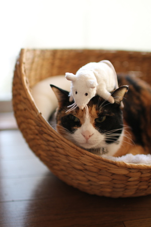 猫背ゆえ 猫背ゆえ