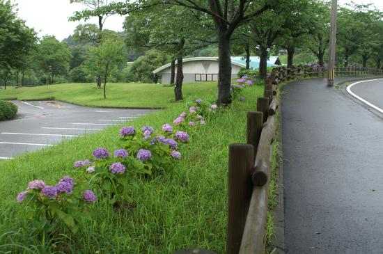 20120617 あじさい