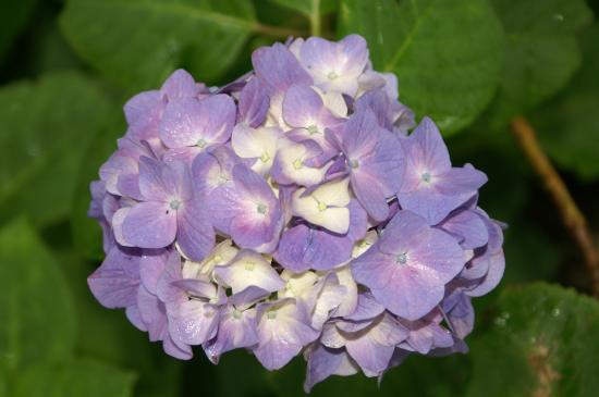 20120617 あじさい