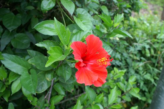 20120524 笠沙