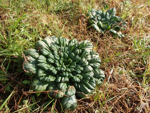 畑の野菜の糖度が増しています 畑の野菜の糖度が増しています