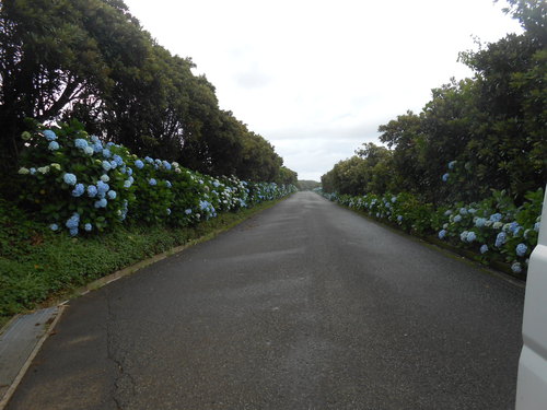 紫陽花ロード