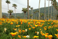 花盛り