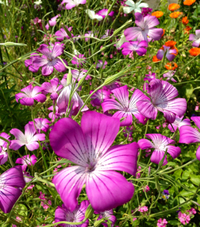 この花の名前は？