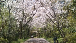 サクラ日和