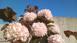シナジー効果