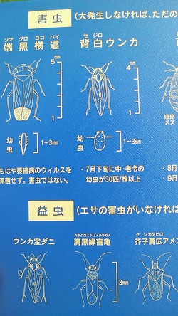 米作り