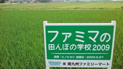 米作り