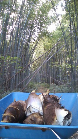 収穫