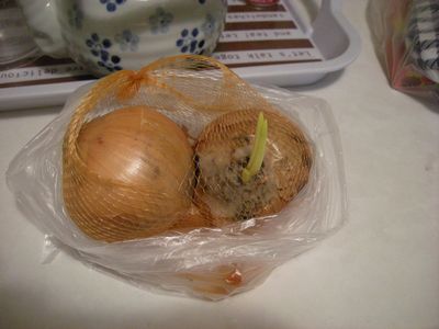 ＢＡ　たまねぎも腐る冷蔵庫