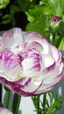 お花からのパワ～お届けします。
