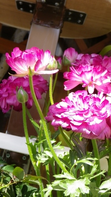 お花からのパワ～お届けします。
