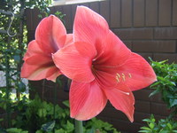 玄関先に咲いたアマリリスと薔薇の花