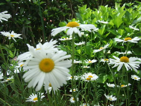 ゴールデンウィークの今日の庭の花・随想