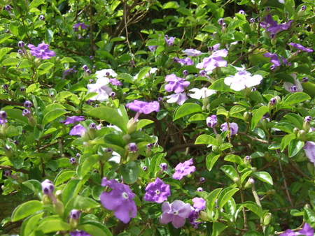 ゴールデンウィークの今日の庭の花・随想