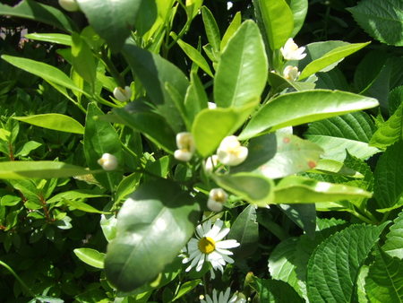 庭のみかんの花が咲きました。