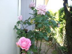 玄関先に大輪の薔薇が咲きました。