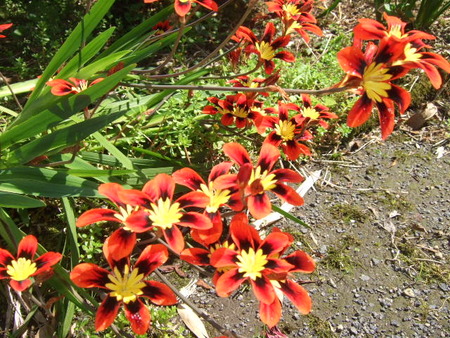 売り家の庭の花