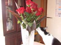 薔薇の花の贈り物