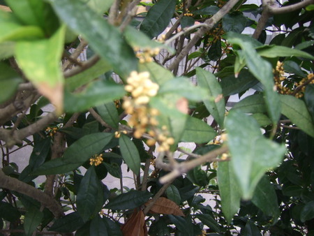 今年も金木犀の花の香りが漂い始めました