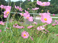 この季節はやっぱりコスモスの花ですね。