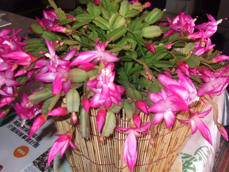 テーブルの上の鉢植えの花が咲き始めました。