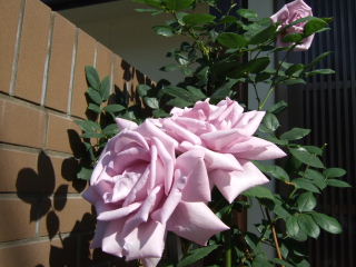 玄関に咲いた鉢植えの薔薇