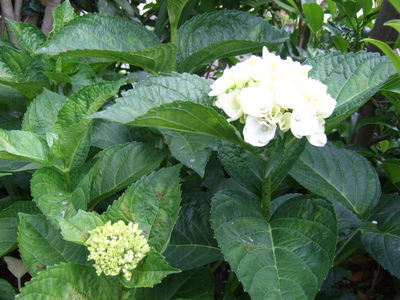 庭の花・額あじさいとブーゲンビリア