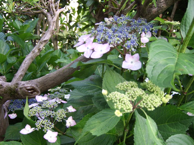 庭の花・額あじさいとブーゲンビリア